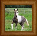 Northern Lights Mundi Argentum ~ Mundi ~ 2015 ~ The Cosmic Force x Sweet Cocoa Mare ~ Sold